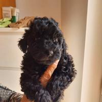 Barboncina disponibile