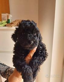 Barboncina disponibile