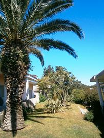 Last 22 ago 1 set in costa smeralda bilo 3 pax
