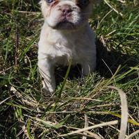 Bulldog francese fluffy