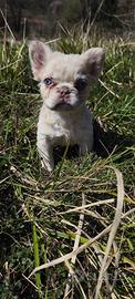 Bulldog francese fluffy