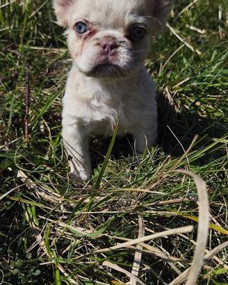 Bulldog francese fluffy