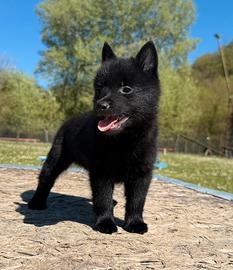 Schipperke