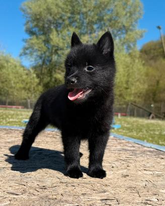 Schipperke