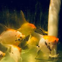 Scalare Koi