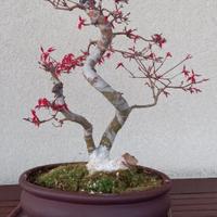 Bonsai acero