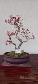 Bonsai acero