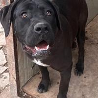Cucciolona di cane corso di 11 mesi disponibile