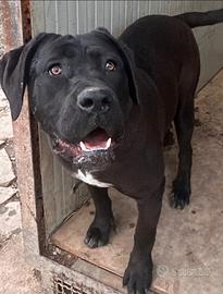 Cucciolona di cane corso di 11 mesi disponibile