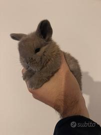 Cucciolo Coniglio minilop
