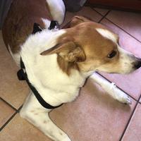 Per chi volesse un cagnolino