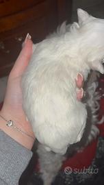 Maltese nano maschio