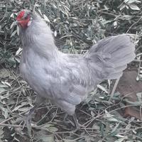 Gallo Araucana Inglese