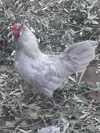 Gallo Araucana Inglese