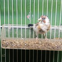 Cardellino taglia balcanica schiarpata femmina