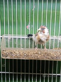 Cardellino taglia balcanica schiarpata femmina