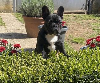 Bouledogue francese