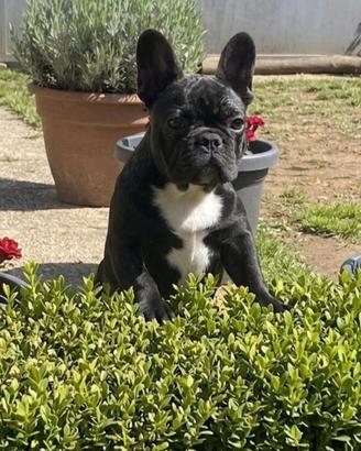 Bouledogue francese