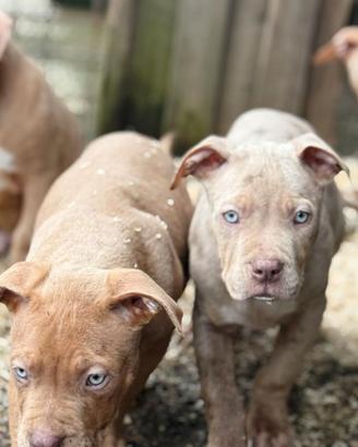 American Bully XXL