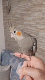 Calopsite allevate a mano