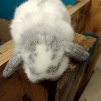 ConiglI ariete nano pezzato colore cincilla