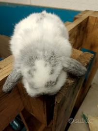 ConiglI ariete nano pezzato colore cincilla