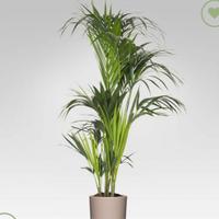 piante da interno ed esterno 