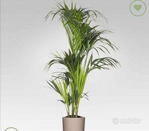 piante da interno ed esterno 