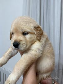 Golden retriver angloamericano