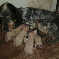 Setter inglese