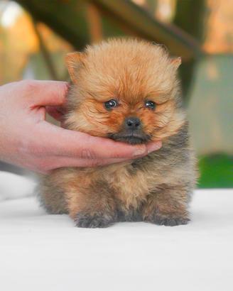 Pomerania TOY