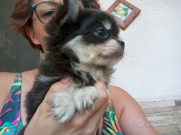 Cucciola Chihuahua pelo lungo
