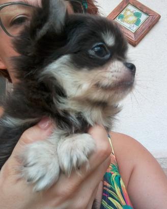 Cucciola Chihuahua pelo lungo