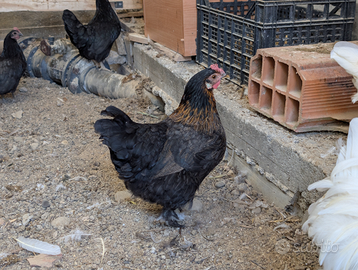 Galline Titine e Ciuffate