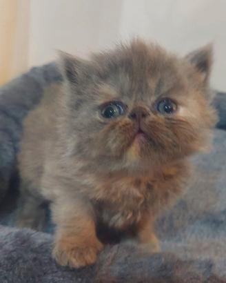 Cuccioli gatto persiano