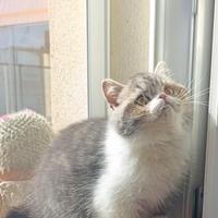 Exotic shorthair