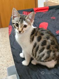 Gattini Pronti per Amore