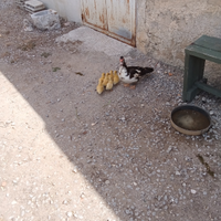 Anatre mute germani reale anatroccoli pulcini