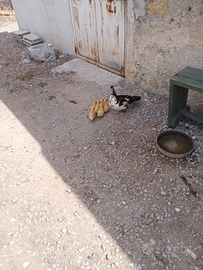 Anatre mute germani reale anatroccoli pulcini