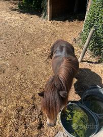 Pony