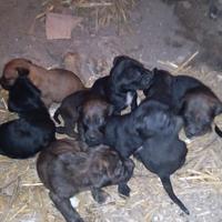 Bandog