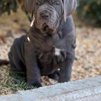 Mastino napoletano