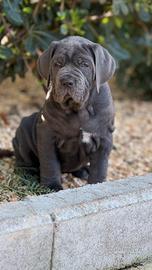 Mastino napoletano