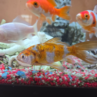 Pesci rossi