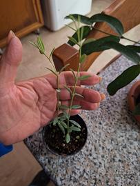 piantine di hoya 