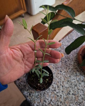 piantine di hoya 