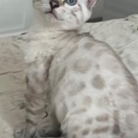 Cuccioli pura razza gatto bengala su prenotazione