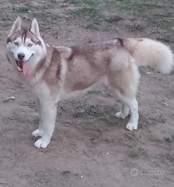Siberian husky