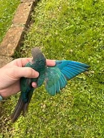 Pyrrhura molinae maschio 2021