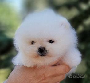 Pomerania nano puppy